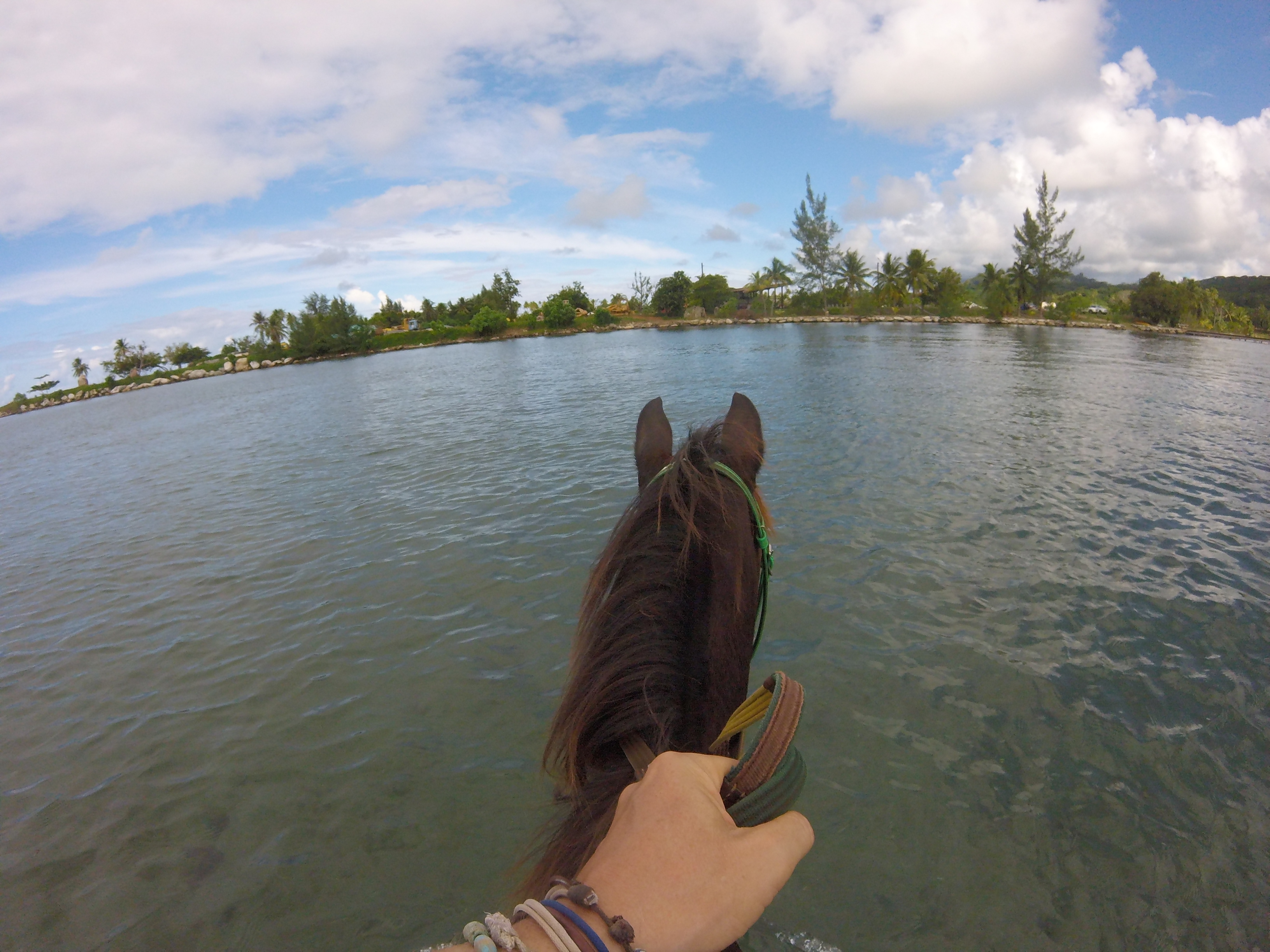 horseWater