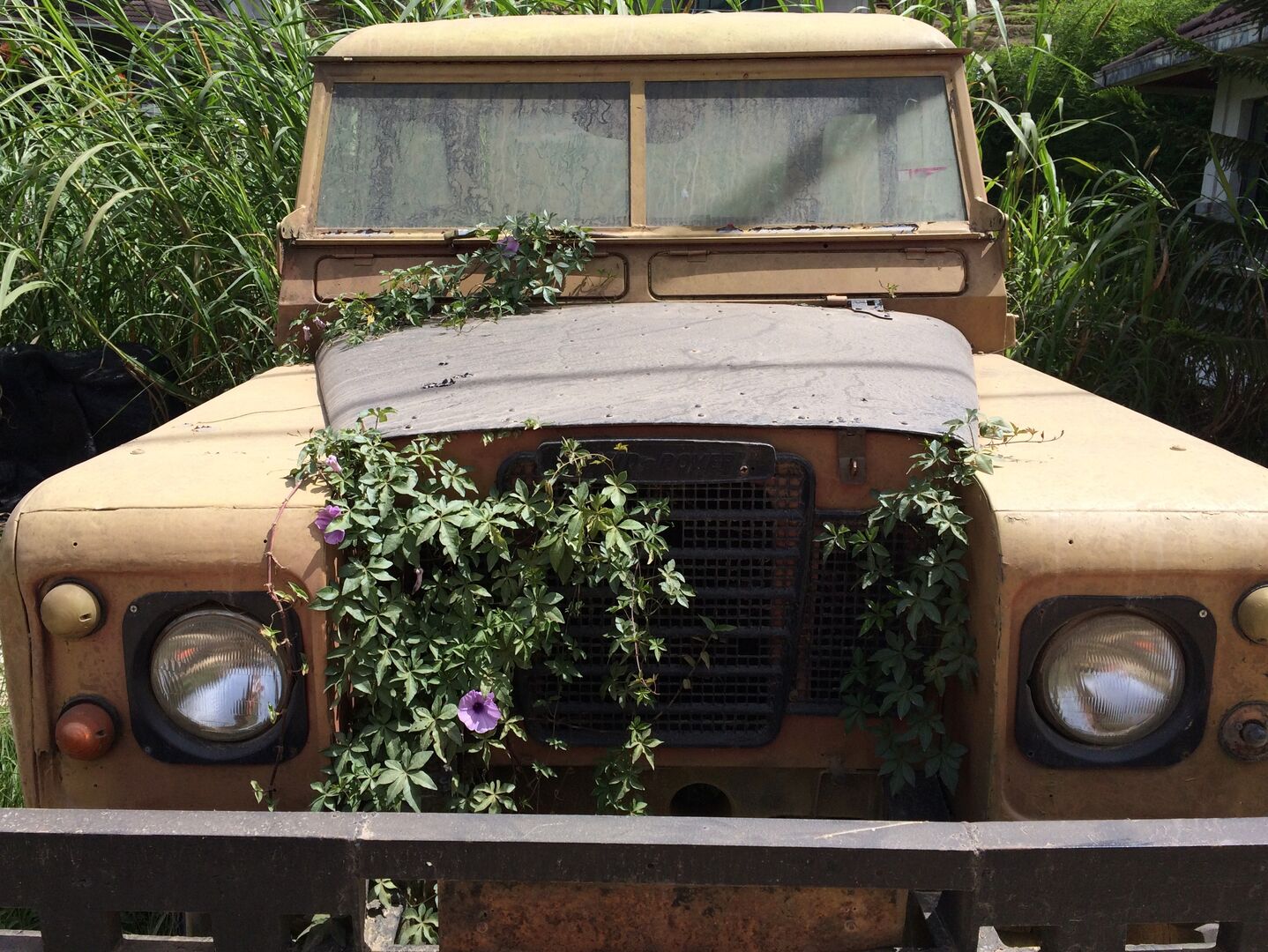une jeep abandonnée envahit par des plantes
